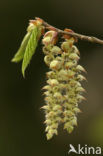 Haagbeuk (Carpinus betulus)