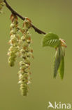 Hornbeam (Carpinus betulus)