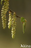 Haagbeuk (Carpinus betulus)