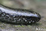 Slow Worm (Anguis fragilis)