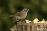 Dunnock