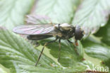 Cheilosia longula