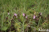 Heidekartelblad (Pedicularis sylvatica) 