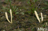 Heideknotszwam (Clavaria argillacea) 