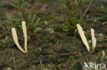 Moor Club (Clavaria argillacea)