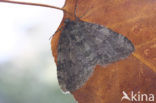 Autumnal Moth (Epirrita sp.)