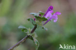 Hoenderbeet (Lamium amplexicaule)