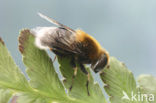 Hommelbijvlieg (Eristalis intricaria)