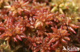 Magellanic Bog-moss (Sphagnum magellanicum)