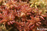 Hoogveenmos (Sphagnum magellanicum)