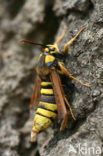 Hornet Moth (Sesia apiformis)