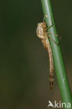 Green Emerald Damselfly (Lestes viridis)