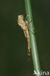 Green Emerald Damselfly (Lestes viridis)