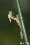 Green Emerald Damselfly (Lestes viridis)