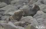 Northern Fur Seal (Callorhinus ursinus) 