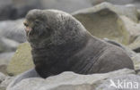 Northern Fur Seal (Callorhinus ursinus) 