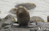 Northern Fur Seal (Callorhinus ursinus) 