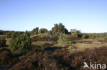 common juniper (Juniperus communis)