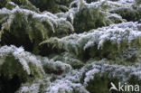 common juniper (Juniperus communis)