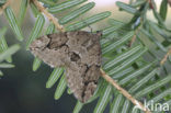 Jeneverbesspanner (Thera juniperata)