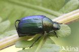 Julikever (Anomala dubia)