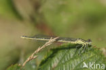 Damselfly (Erythromma lindenii)