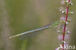 Damselfly (Erythromma lindenii)