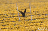 Kauw (Corvus monedula)