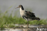 Ruff (Philomachus pugnax)