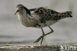 Ruff (Philomachus pugnax)