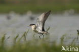 Ruff (Philomachus pugnax)