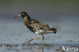 Ruff (Philomachus pugnax)