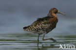 Ruff (Philomachus pugnax)