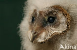 Barn Owl (Tyto alba)