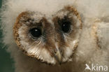 Barn Owl (Tyto alba)