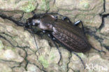 Kettingschalebijter (Carabus granulatus)
