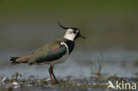 Lapwing (Vanellus vanellus)