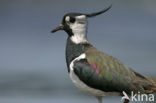 Lapwing (Vanellus vanellus)