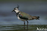 Lapwing (Vanellus vanellus)