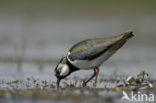 Lapwing (Vanellus vanellus)