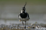 Lapwing (Vanellus vanellus)