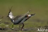 Lapwing (Vanellus vanellus)