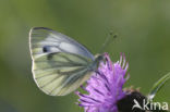 Green-veined White (Pieris napi)