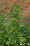 Kleine brandnetel (Urtica urens)