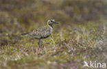 Kleine Goudplevier (Pluvialis fulva)