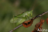 Upland Green Bush-cricket (Tettigonia cantans)
