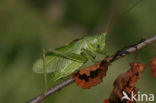 Kleine groene sabelsprinkhaan (Tettigonia cantans)