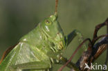 Upland Green Bush-cricket (Tettigonia cantans)