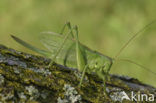 Kleine groene sabelsprinkhaan (Tettigonia cantans)