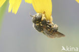 Kleine harsbij (Anthidium strigatum)